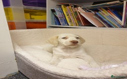 Mixed Breed dogs for sale: Our gorgeous Dalidor needs a loving home - Image 5