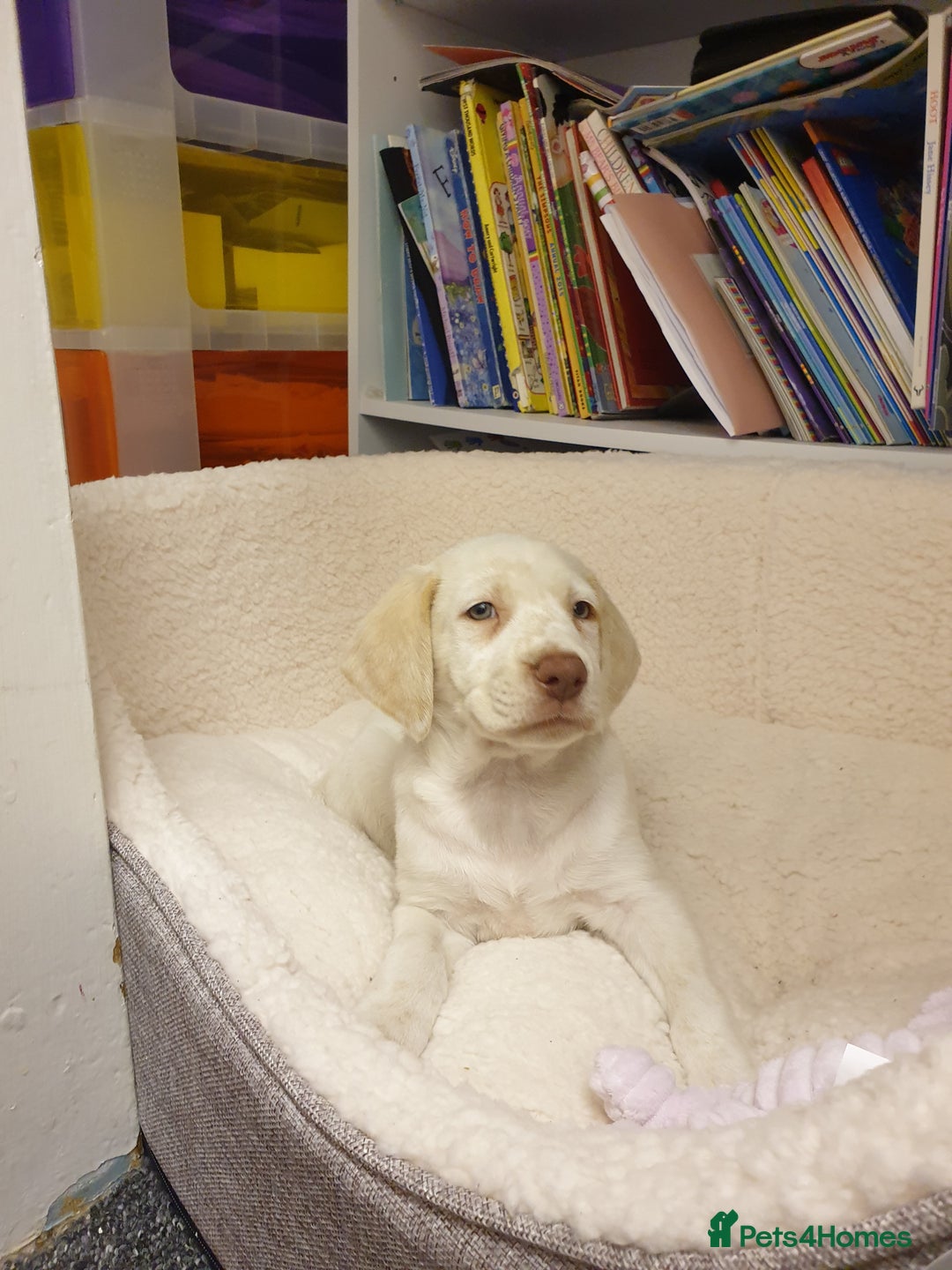 Mixed Breed dogs for sale: Our gorgeous Dalidor needs a loving home - Image 5