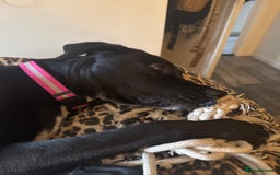 Mixed Breed dogs for sale: Raven Great Dane x husky  - Image 1