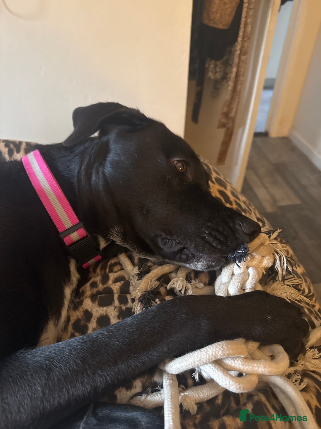 Mixed Breed dogs for sale: Raven Great Dane x husky  - Image 1