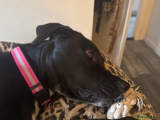 Mixed Breed dogs - Advert 7