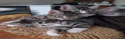 Mixed Breed cats for sale: Tubby kitten - Advert 2