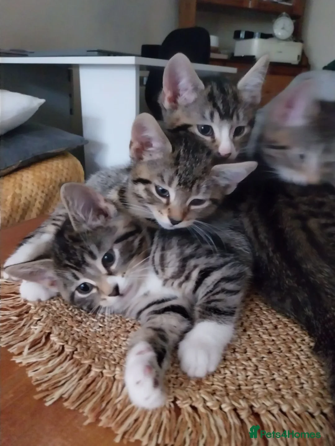 Mixed Breed cats for sale: Tubby kitten - Advert 2