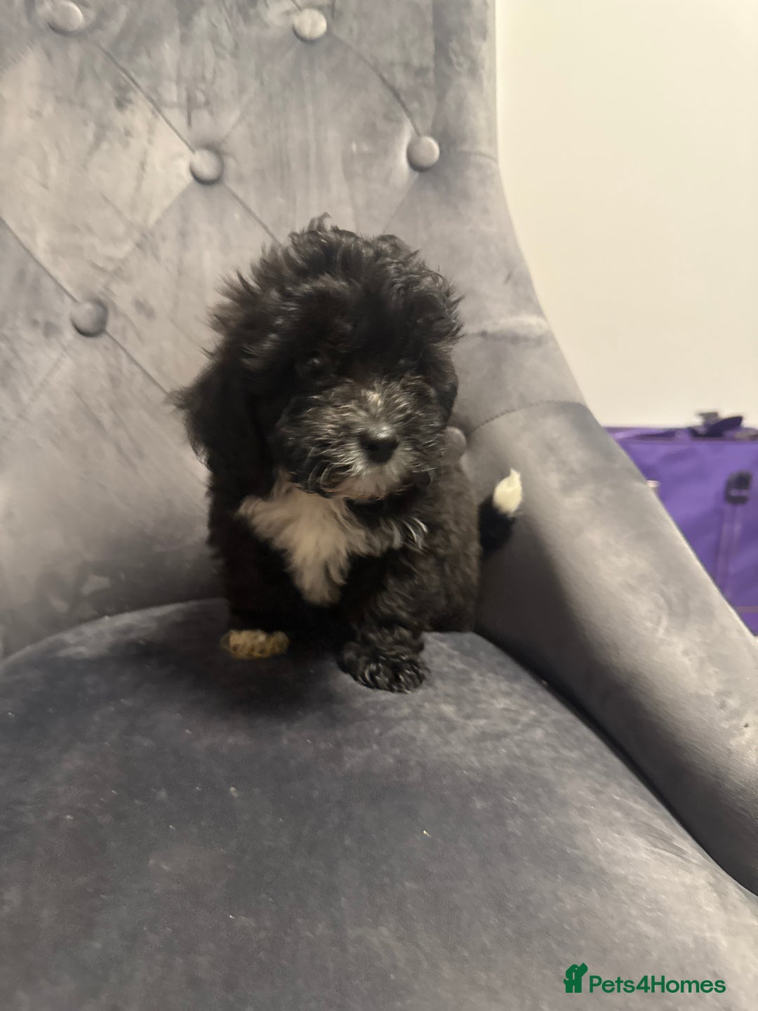 Poochon dogs for sale: poochon Pupoies  - Advert 4