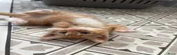 Mixed Breed cats for sale: Ginger kitten - Advert 5