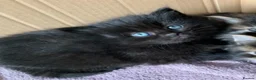 Turkish Angora cats for sale: Dark chocolate Female Long haired Turkish Angora - Advert 2