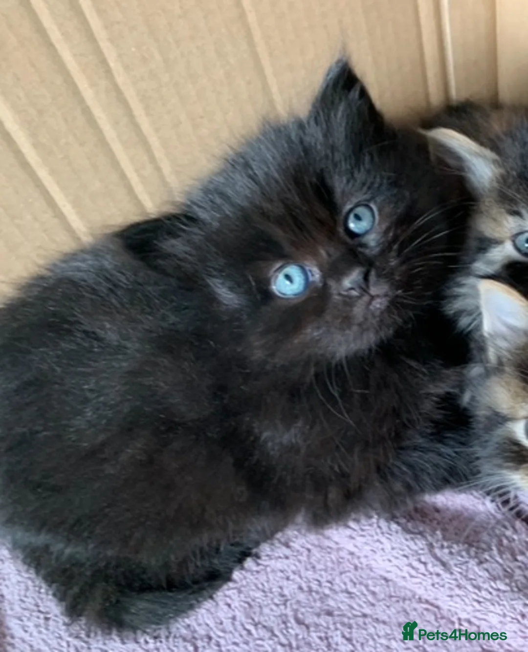 Turkish Angora cats for sale: Dark chocolate Female Long haired Turkish Angora - Advert 2