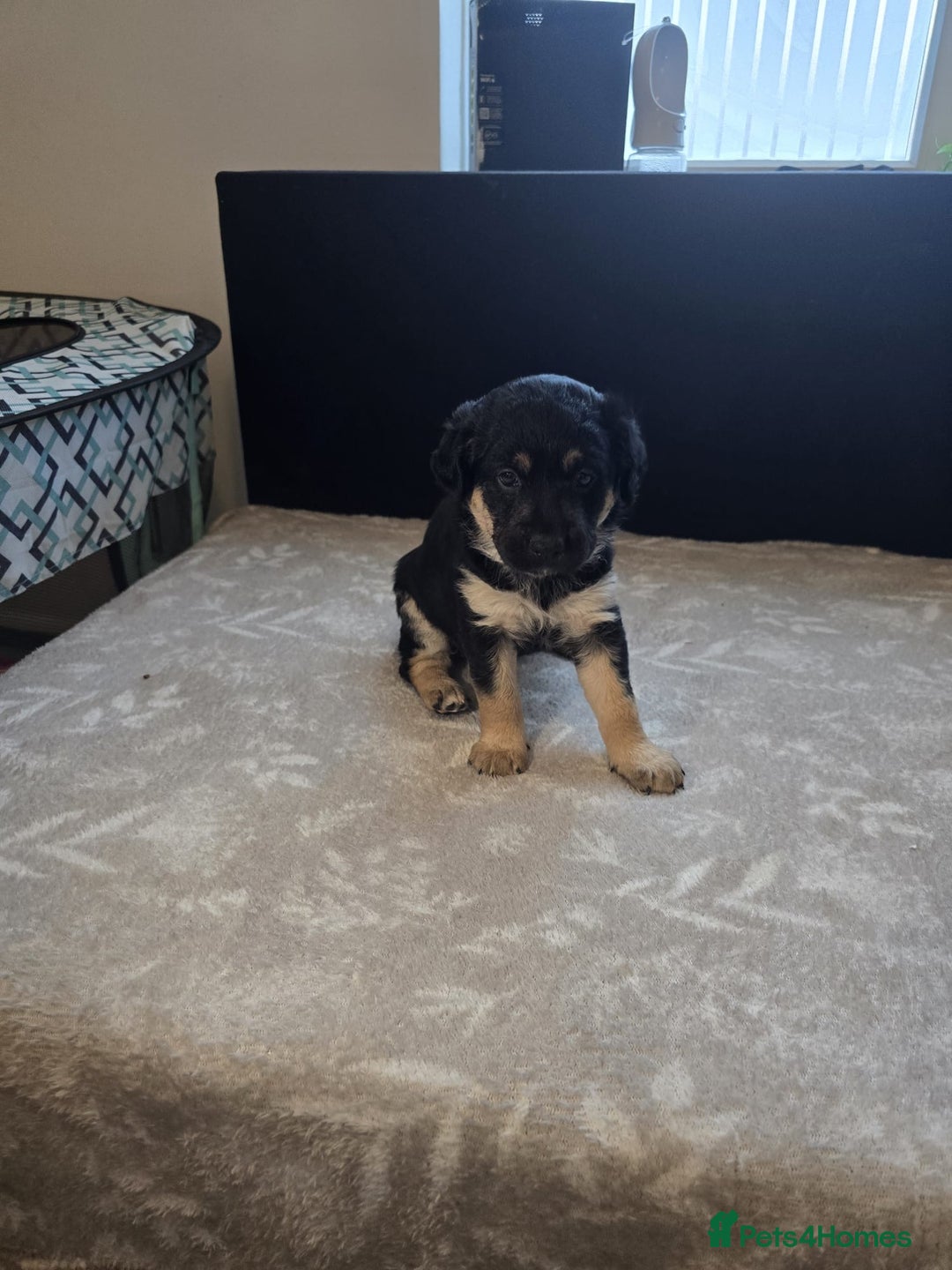 Mixed Breed dogs for sale: READY NOW - Goldador x Labrottie Miniature Puppies - Advert 14