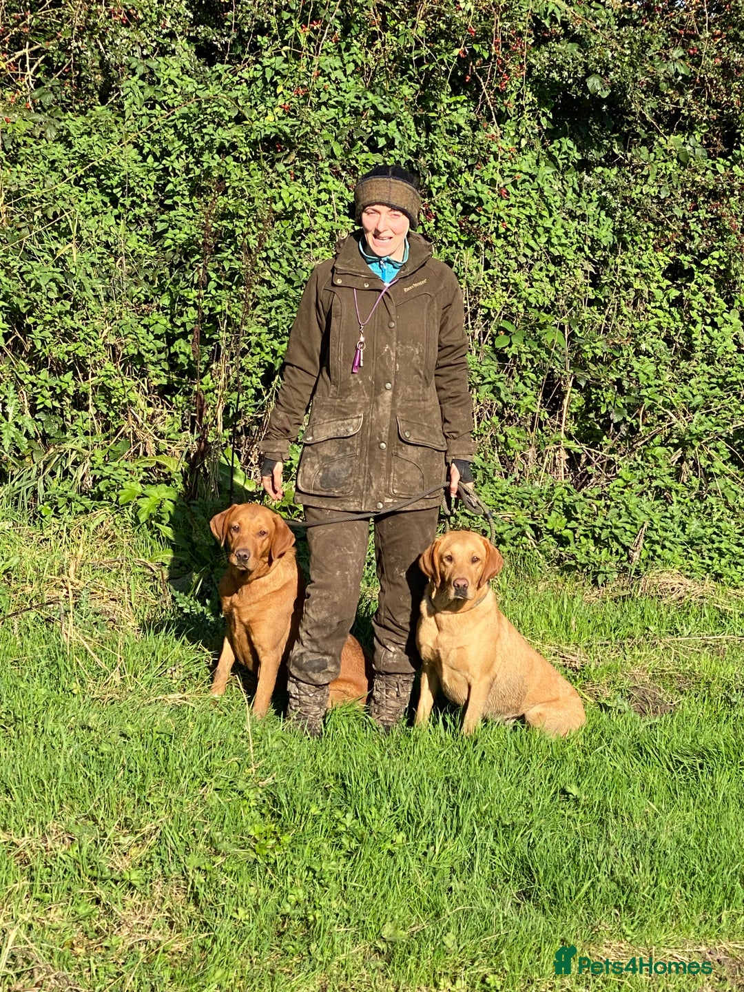 Labrador Retriever dogs for sale: Ftch. Labrador puppies  - Advert 3