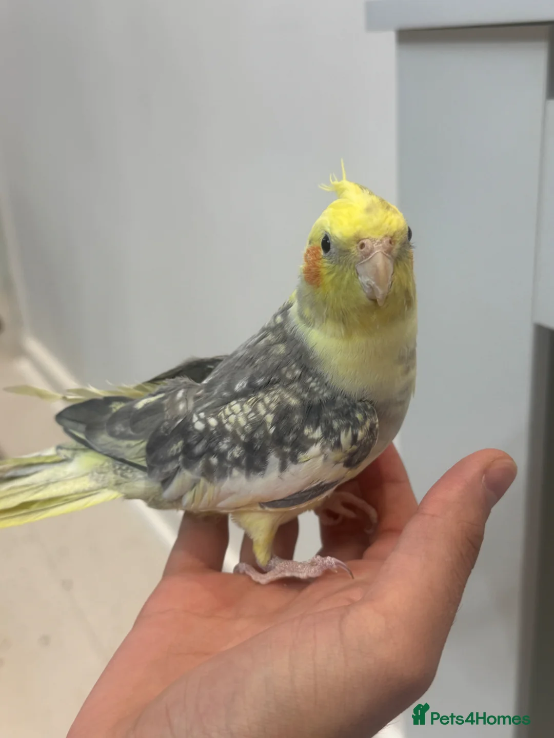 Cockatiels birds for sale: Male and female cockatiels  in Huddersfield - Advert 2