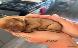 Cavalier King Charles Spaniel dogs for sale: Cavalier King Charles spaniels  - Image 15