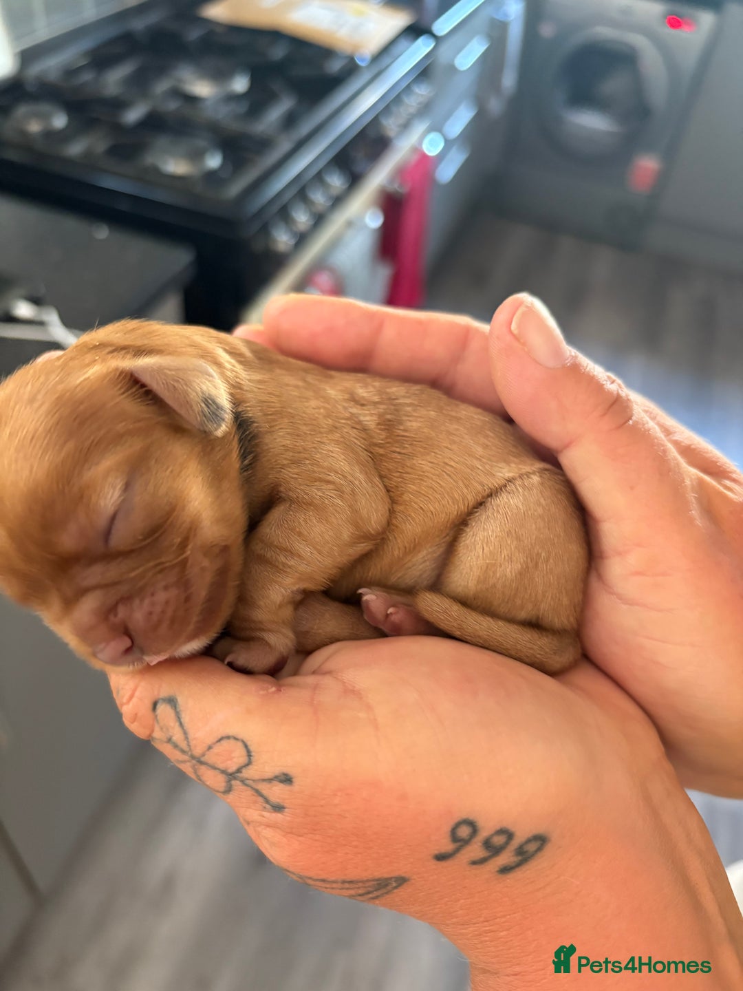 Cavalier King Charles Spaniel dogs for sale: Cavalier King Charles spaniels  - Image 15