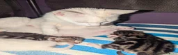 Mixed Breed cats for sale: 4 Beautiful kittens looking forever homes - Advert 17