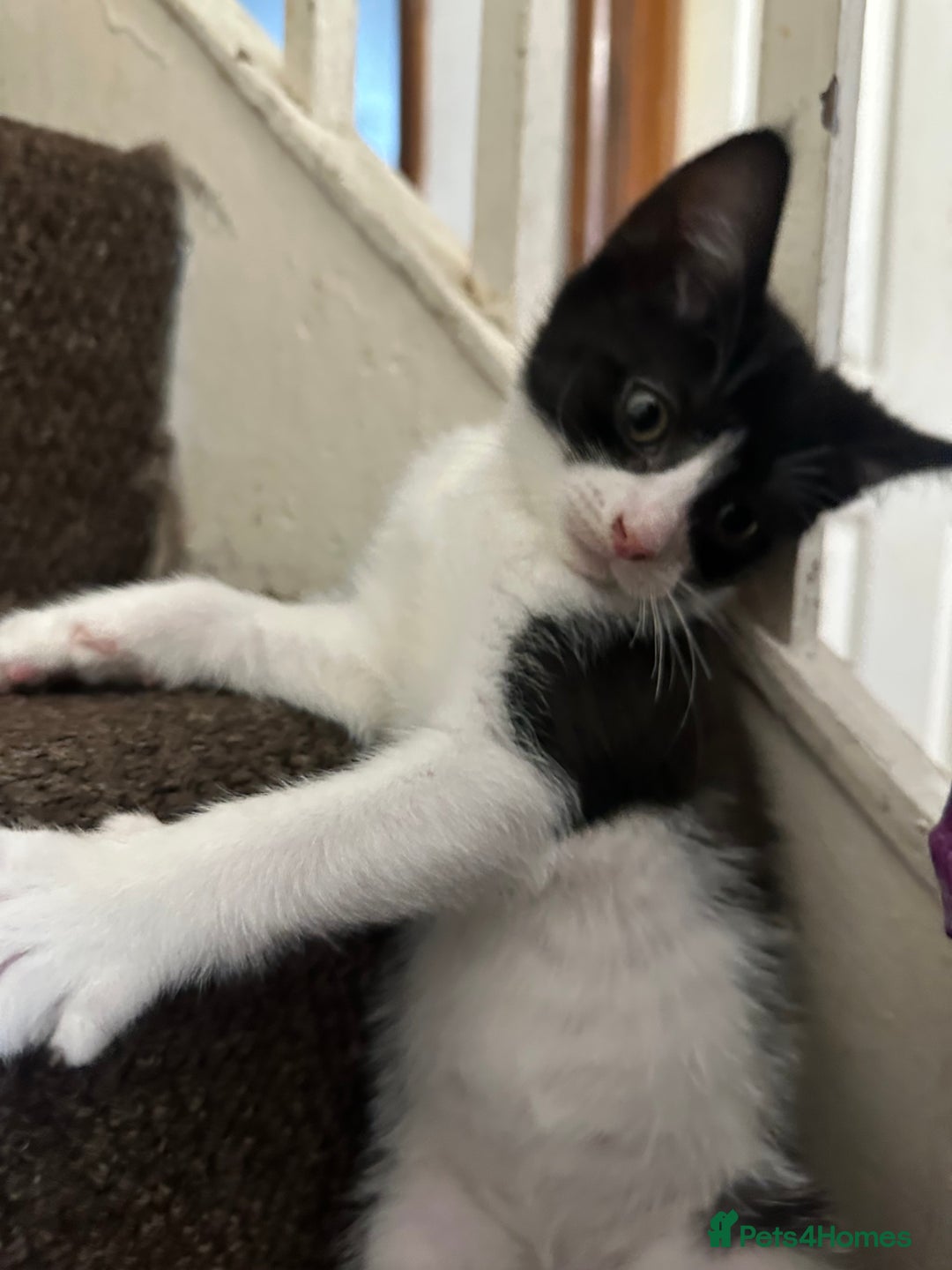 Mixed Breed cats for sale: Playful Kittens 🐾 (Please Read Description) - Image 3