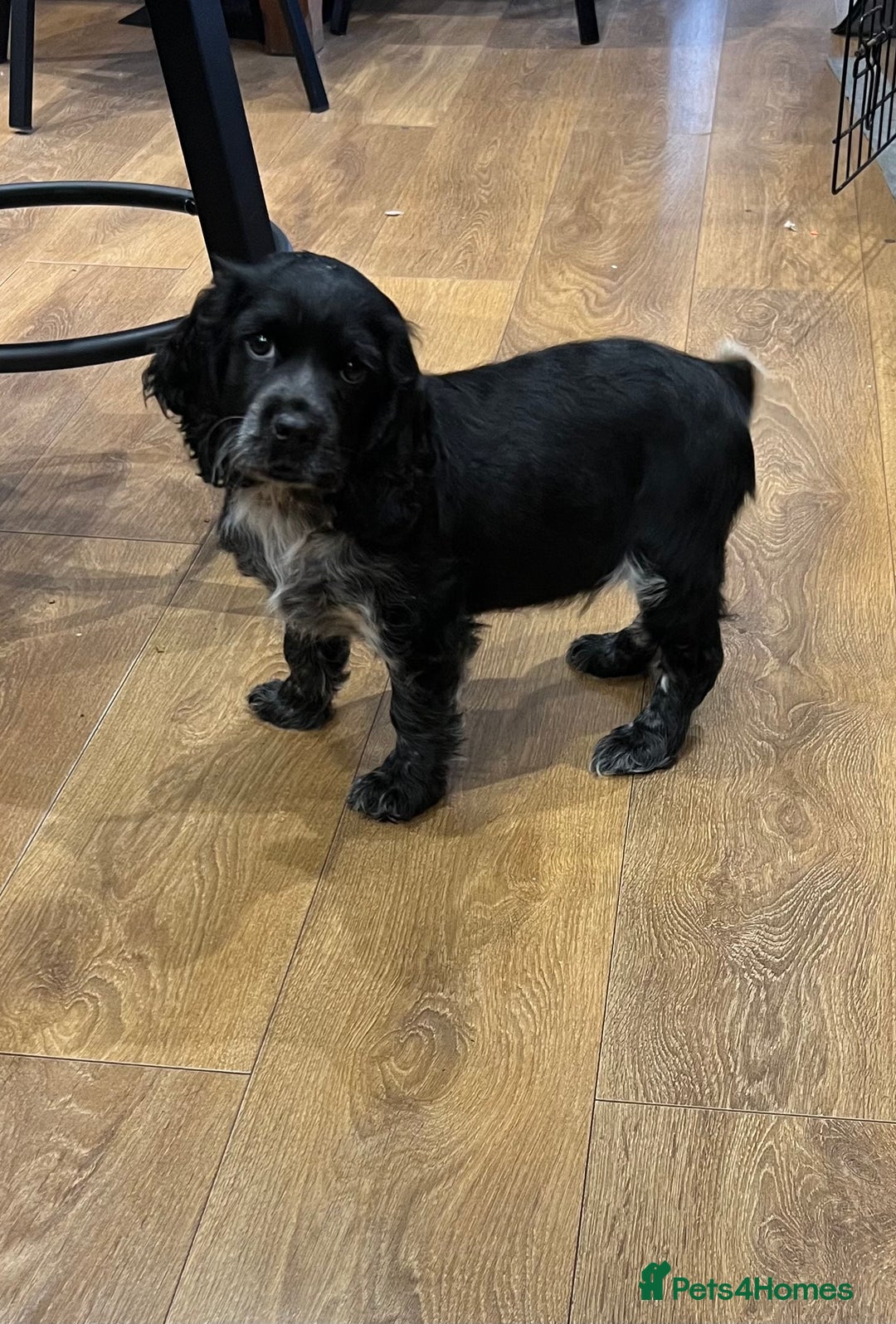 Cocker Spaniel dogs for sale: 🐾 Show Cocker Puppy 🐾 - Advert 3