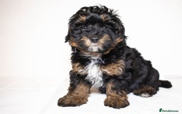 Mixed Breed dogs for sale: Havapoo. F1. Super healthy. - Image 10