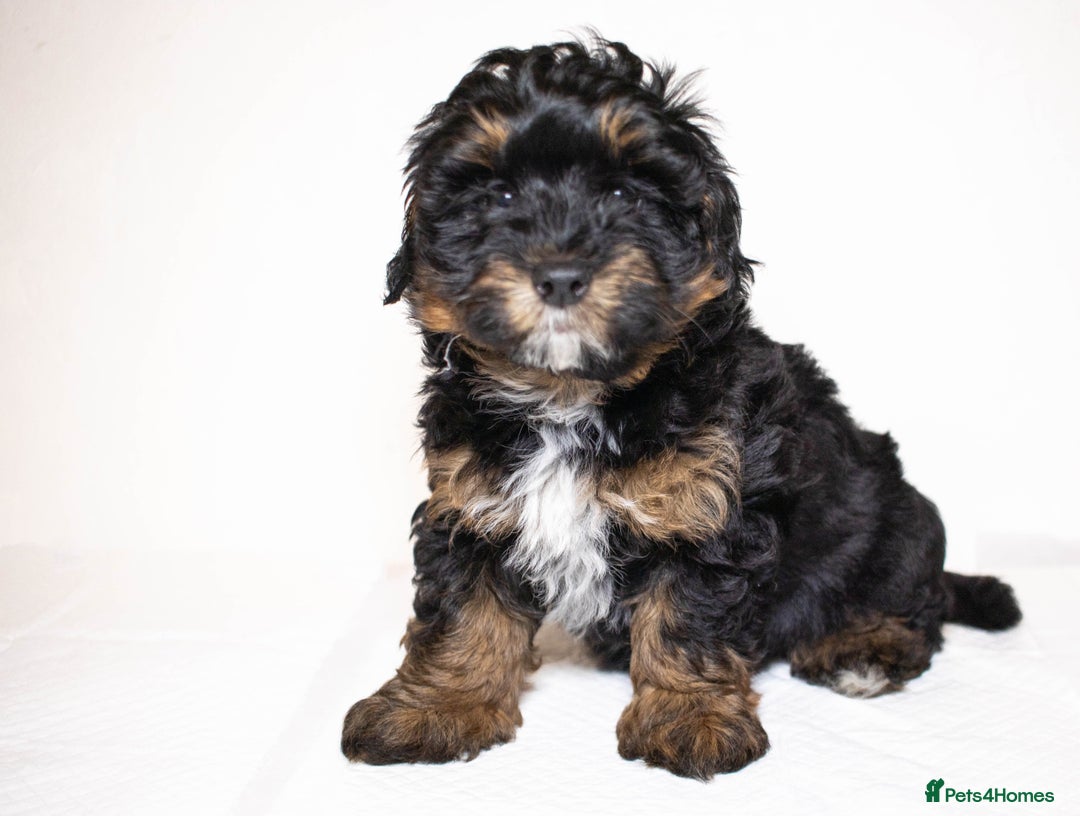 Mixed Breed dogs for sale: Havapoo. F1. Super healthy. - Image 10