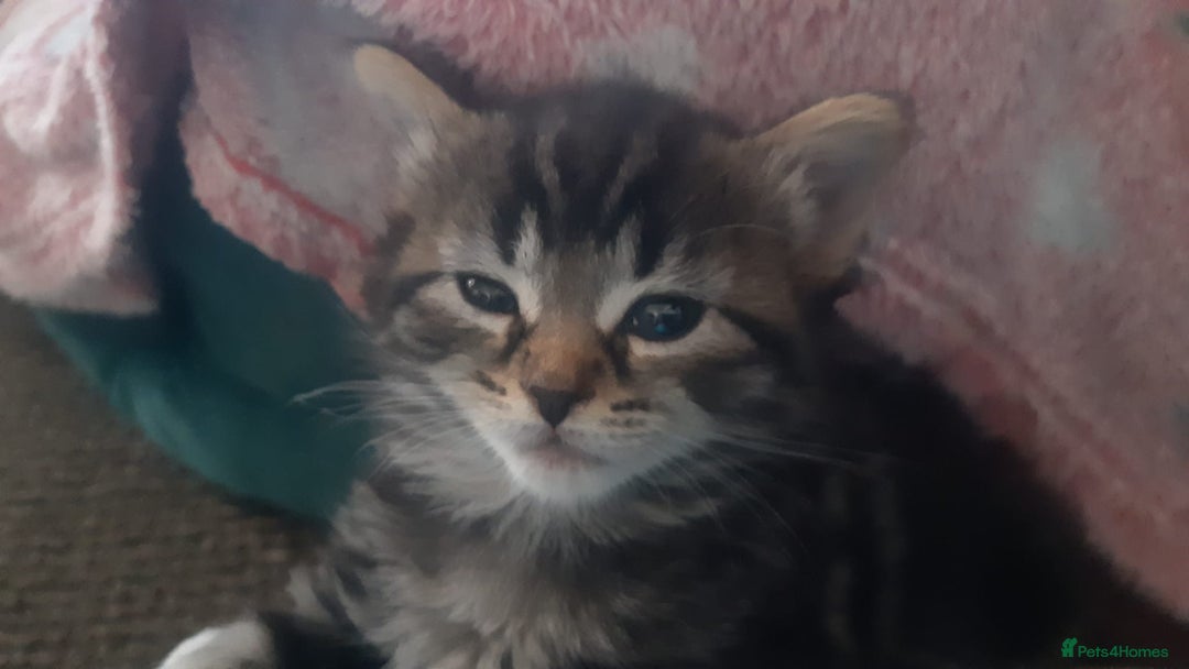 Mixed Breed cats for sale: Mollie and blackie  - Image 6