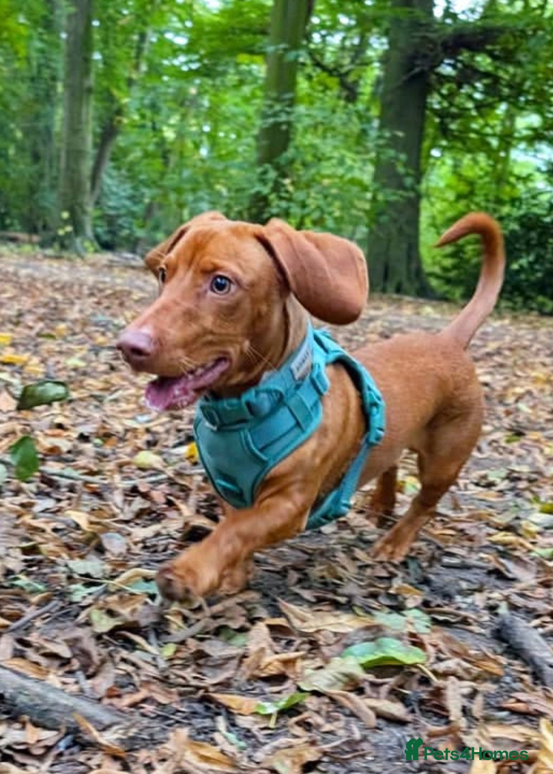 Mixed Breed dogs for sale: Lennie  - Advert 5