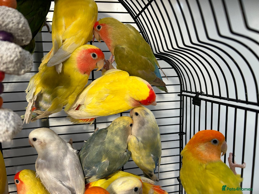 Lovebirds birds for sale: Love Birds for sale, all in good health  - Advert 2
