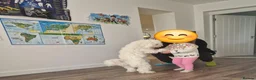 Mixed Breed dogs for sale: 💕10 Adorable Bichon-Maltipoo Puppies, bred by vet - Advert 7