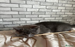 British Shorthair cats for sale: British Shorthair  - Image 11