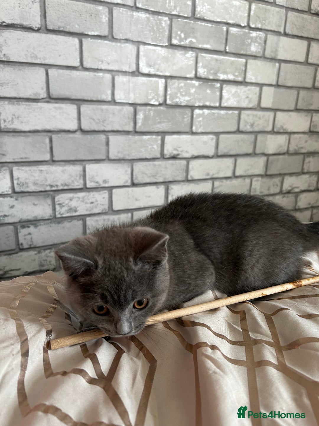British Shorthair cats for sale: British Shorthair  - Image 11