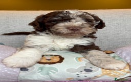 Miniature Poodle dogs for stud: MOYEN POODLE CROSS - IDEAL FOR DOODLE PUPPIES - Advert 18