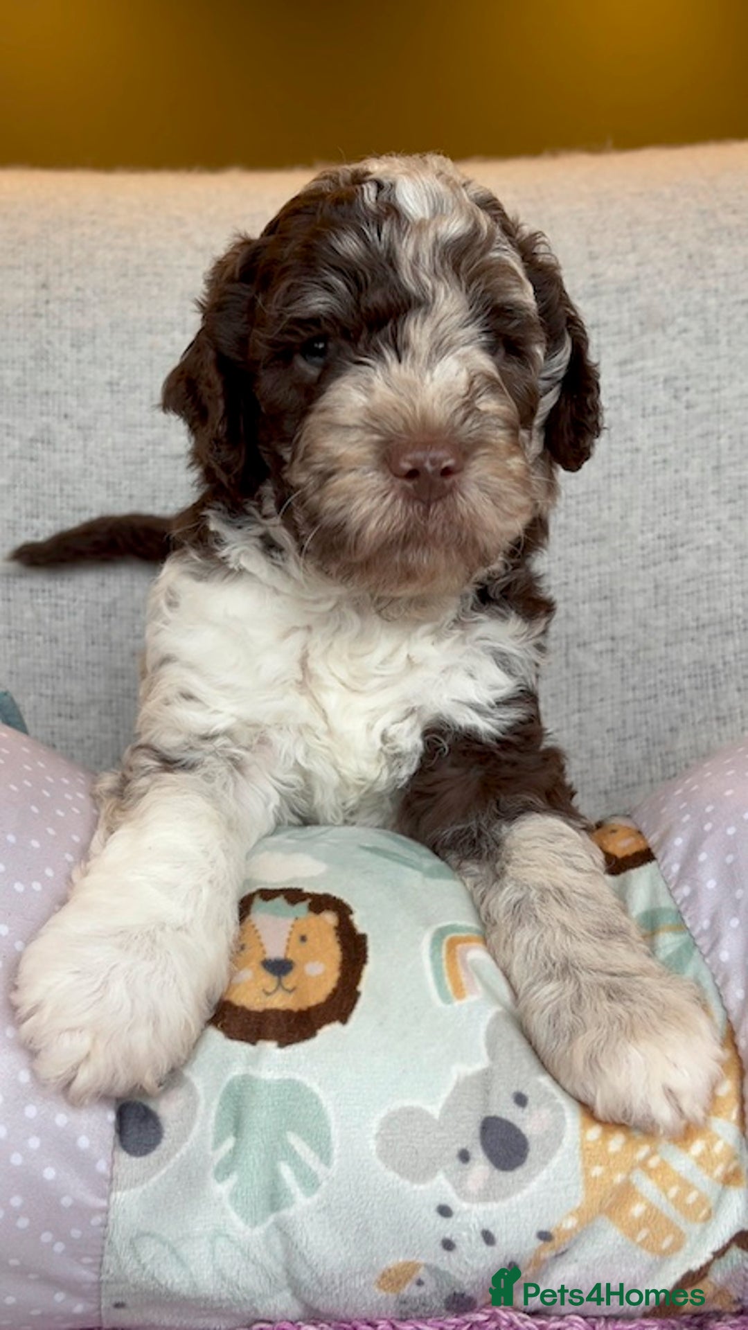 Miniature Poodle dogs for stud: MOYEN POODLE CROSS - IDEAL FOR DOODLE PUPPIES - Advert 18