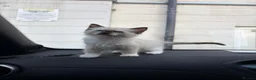 Ragdoll cats for sale: Ragdoll kitten  in London - Advert 1