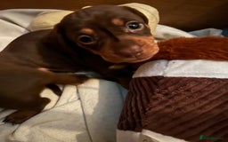 Miniature Dachshund dogs for sale: 1 girl & 3 boys ready Now Mini Dachshunds  - Image 10