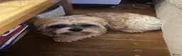 Lhasa Apso dogs for stud: Ciubi in London - Advert 2