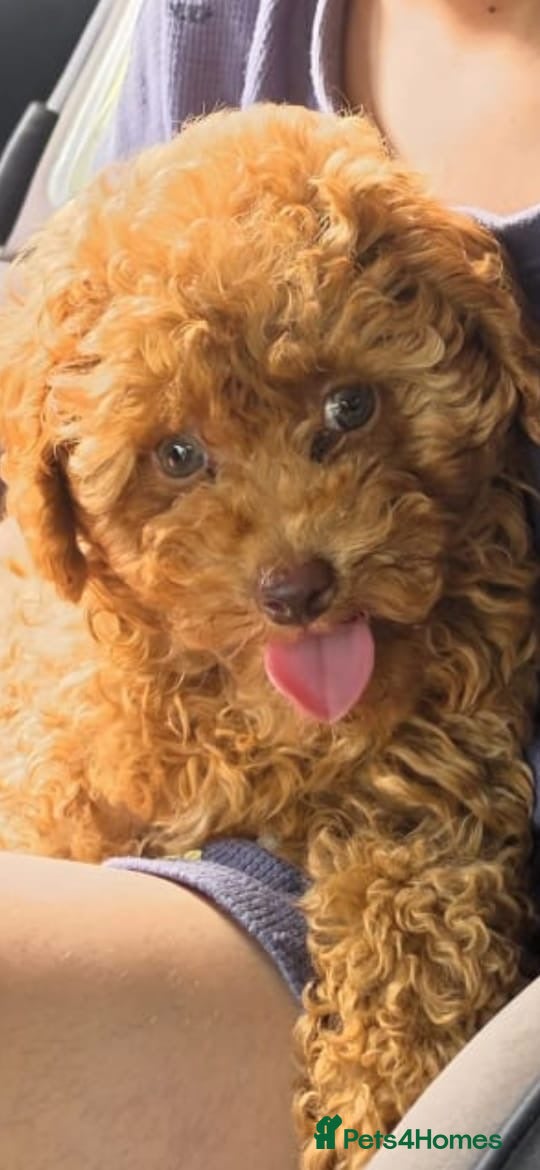 Toy Poodle dogs Beautiful Brown Female Toy Poodle Puppy – 4 Months - Advert 1