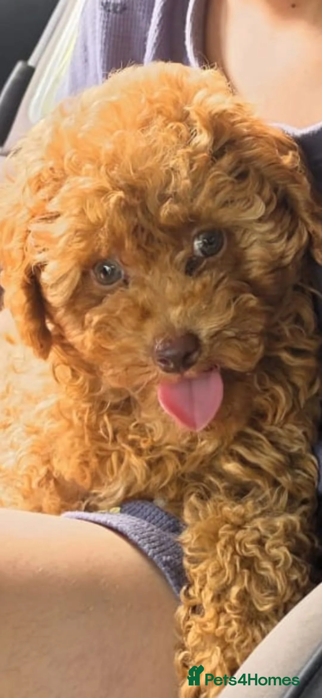 Toy Poodle dogs for sale: Beautiful Brown Female Toy Poodle Puppy – 4 Months - Advert 1