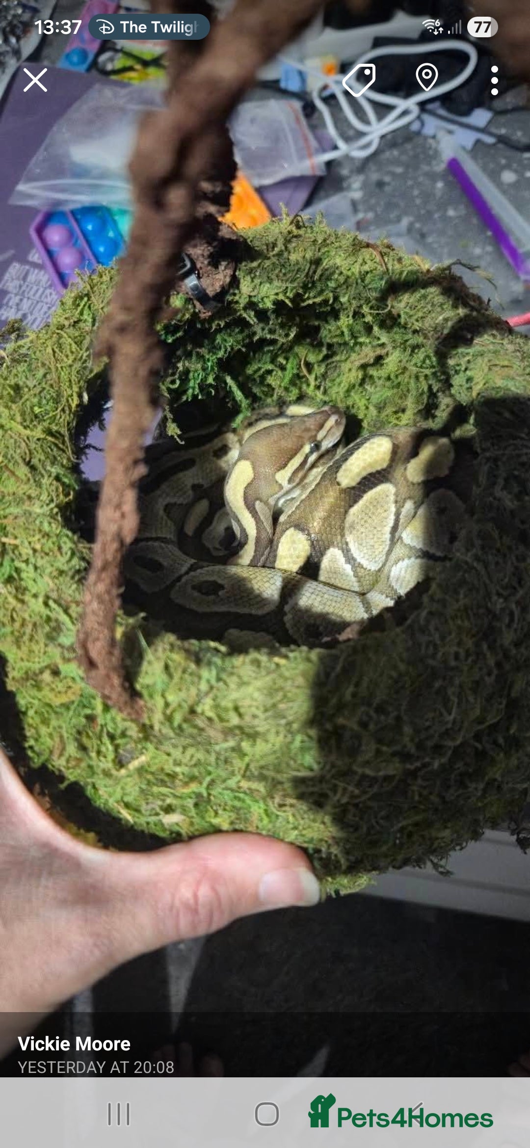 Snake reptiles for sale: Male lesser royel python for rehome  - Advert 1