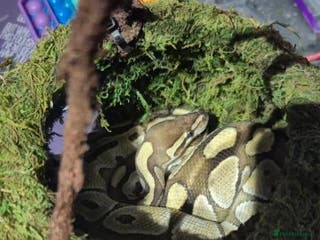 Snake reptiles Male lesser royel python for rehome - Advert 8