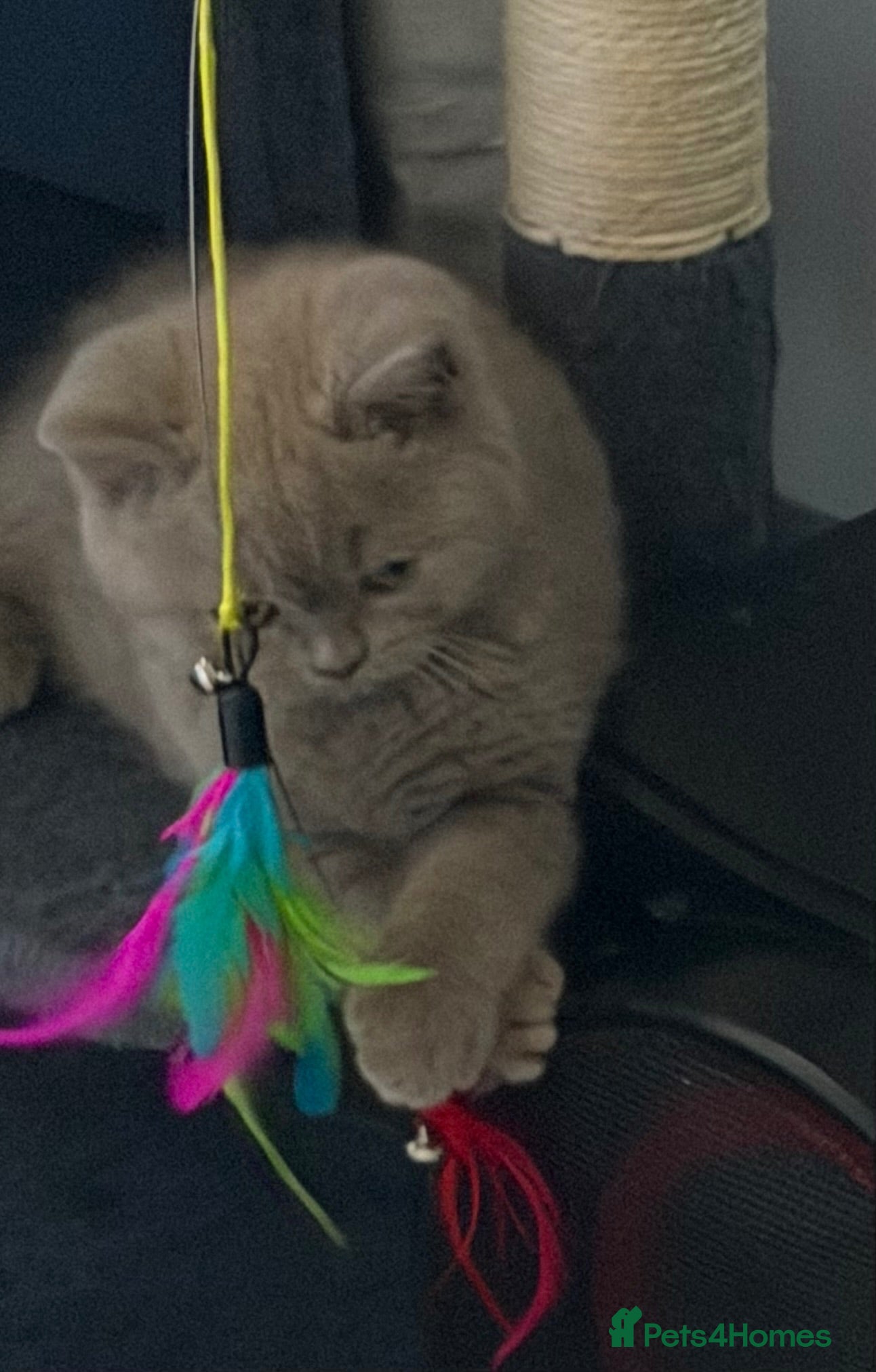 British Shorthair cats 3 gorgeous boys tica reg - Advert 2