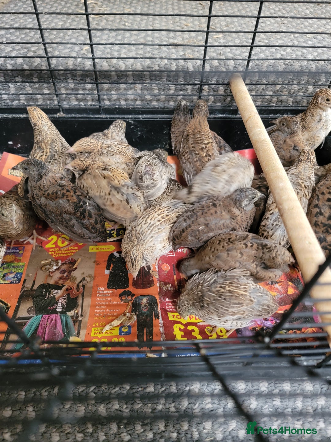 Quail poultry for sale: Chinese quails - Image 3