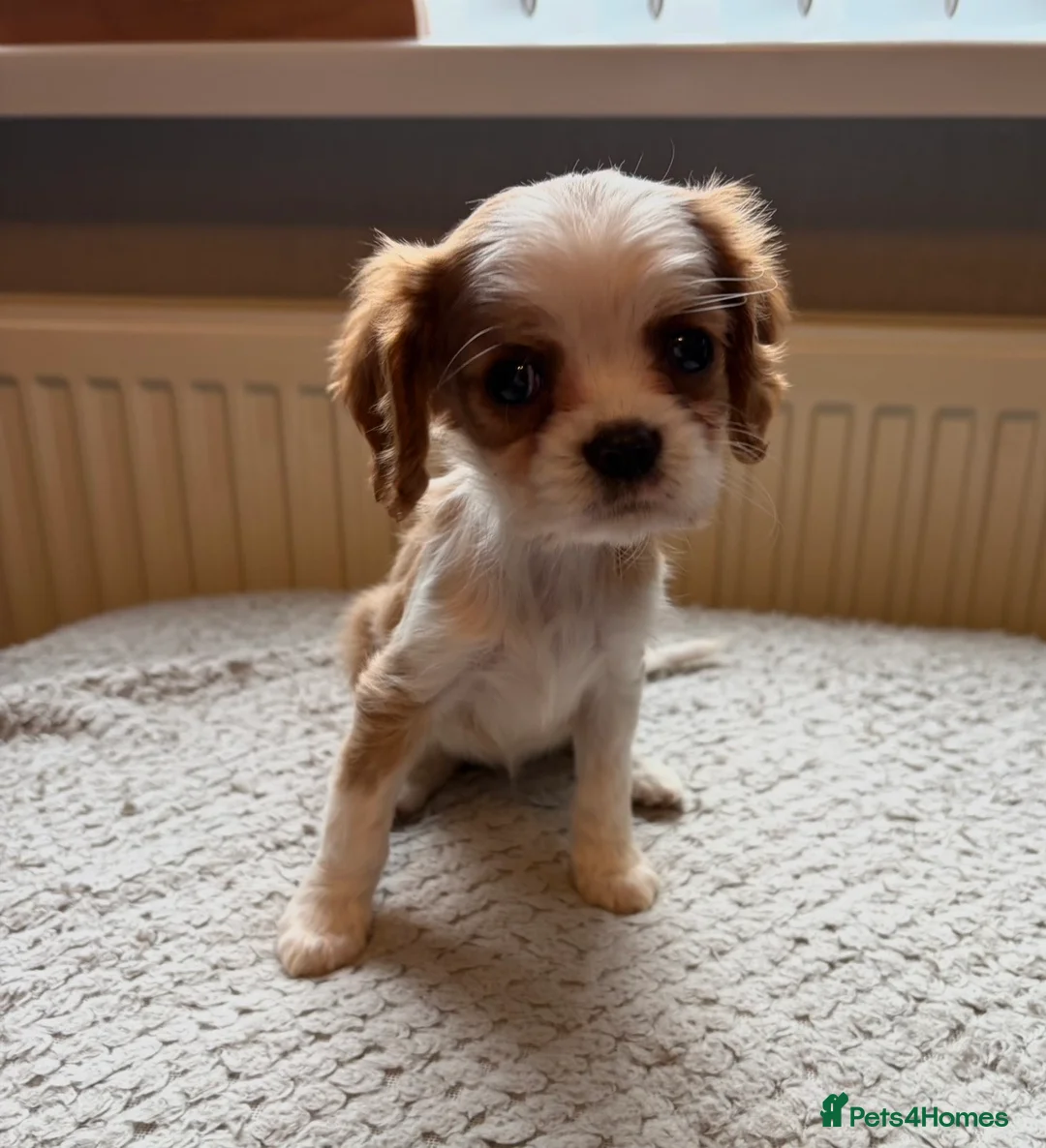 Cavalier King Charles Spaniel dogs for sale: Tri/ Blenheim Cavalier King Charles Puppies ready  - Advert 25