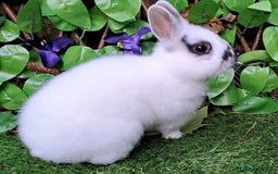 Netherland Dwarf rabbits for sale: PURE BRED NETHERLAND DWARFS - VACCINATED READY NOW - Advert 4