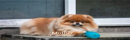 Pomeranian dogs for sale: Adorable Pomeranian Puppy boy for Sale. - Advert 4