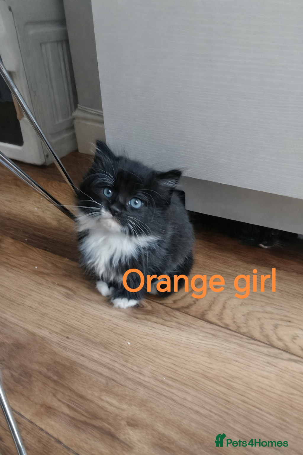 Mixed Breed cats Beautyfull babies ragcoon x tuxedo croos  - Advert 1