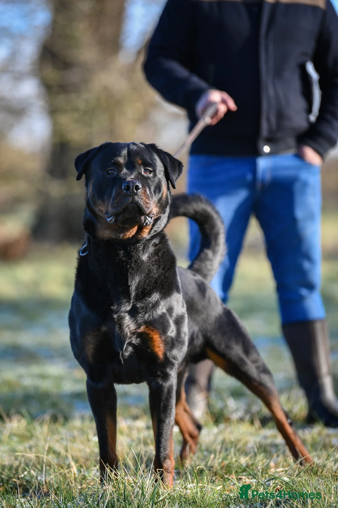 Rottweiler dogs for sale: Rottweiler Male For Sale - Advert 2