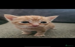 Mixed Breed cats for sale: 7 week old mixed breed kitten  - Image 8