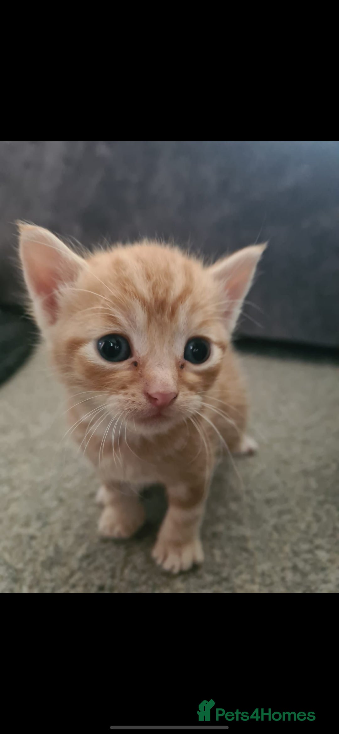 Mixed Breed cats for sale: 7 week old mixed breed kitten  - Image 8