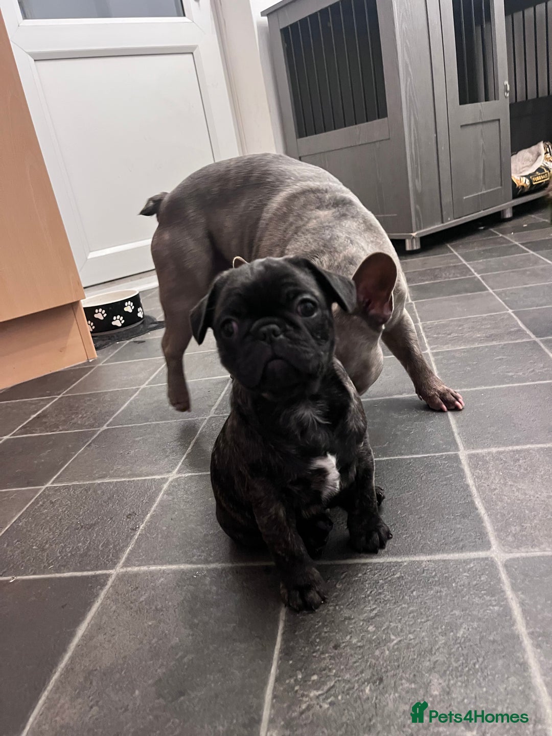 Frug dogs for sale: Frug for rehoming called marvel  - Advert 8