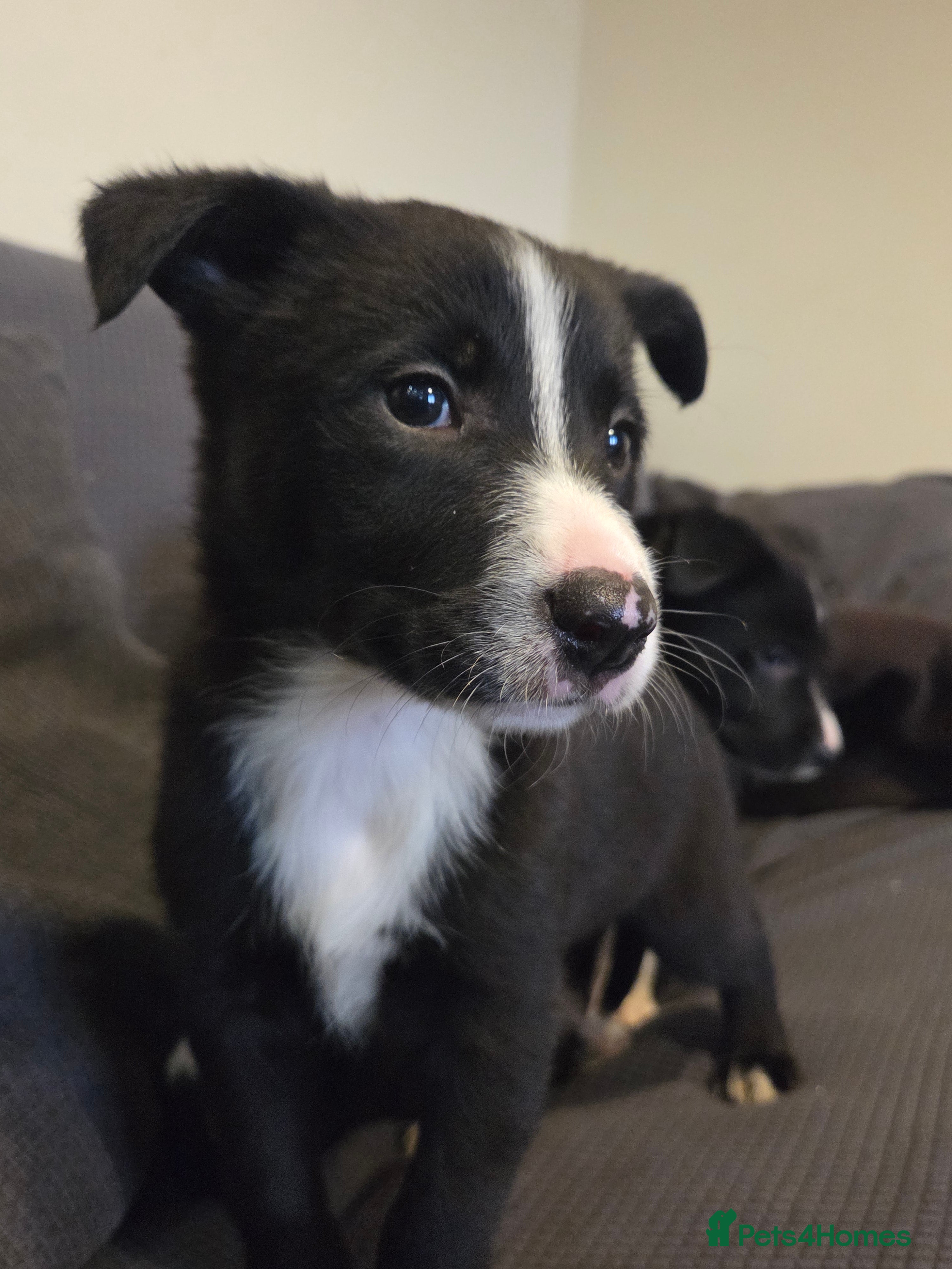 Australian Kelpie dogs Kelpie x pups - Advert 1