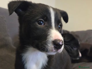 Australian Kelpie dogs Kelpie x pups - Advert 9