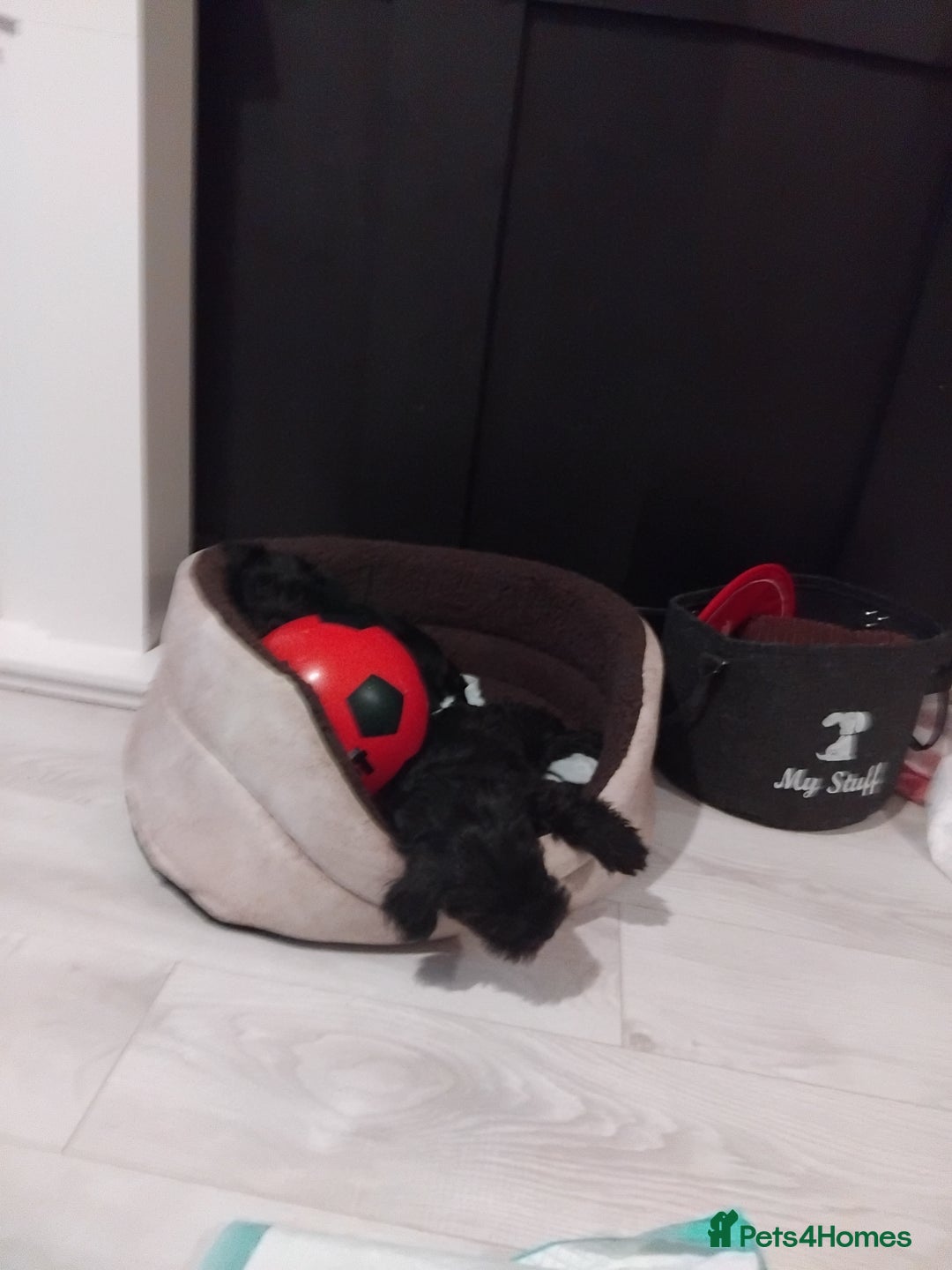 Miniature Schnauzer dogs for sale: Milo & Trent - Image 18