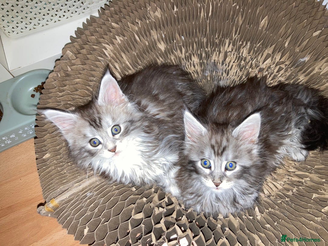 Maine Coon cats for sale: Maine Coon kittens - Advert 1